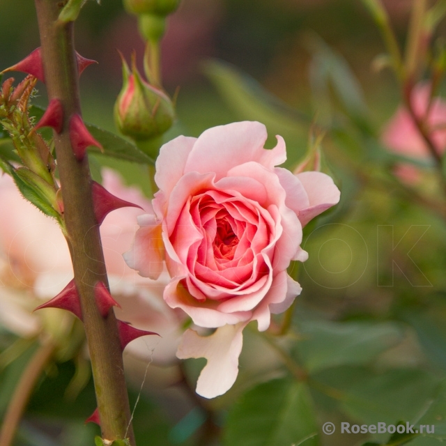 Abraham Darby