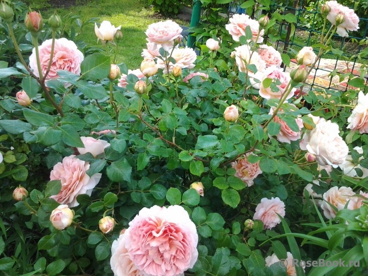 Abraham Darby