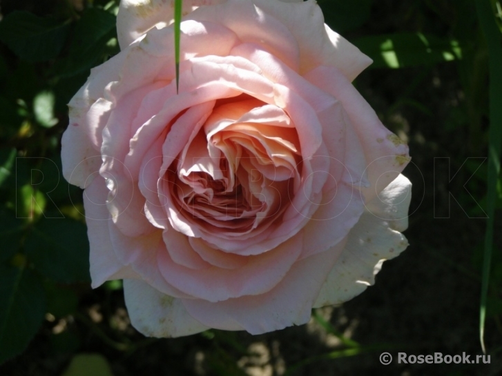 Abraham Darby