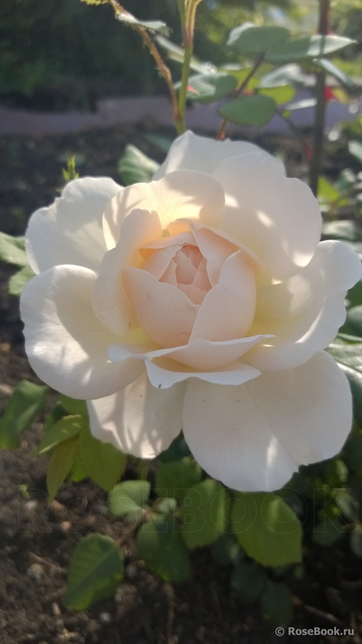 Crocus Rose® 