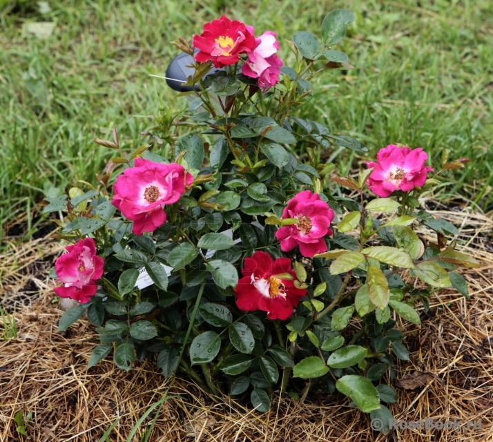 Girlguiding UK Centenary Rose