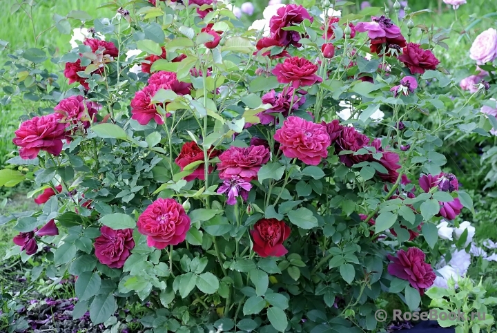 Darcey Bussell 