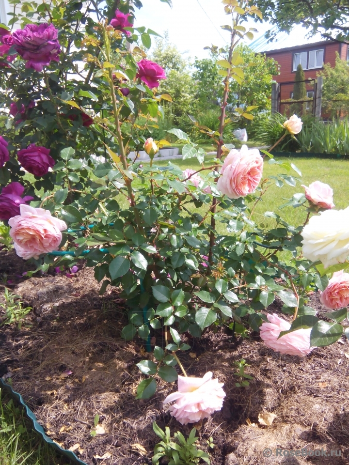 Abraham Darby