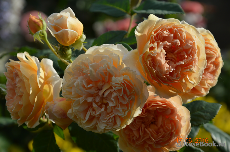 Crown Princess Margareta®