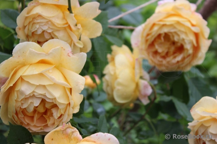 Crown Princess Margareta®