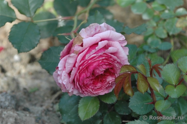 Vitalrose Madame Pompadour