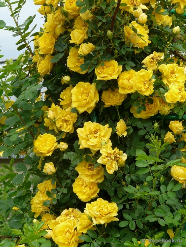 Persian Yellow