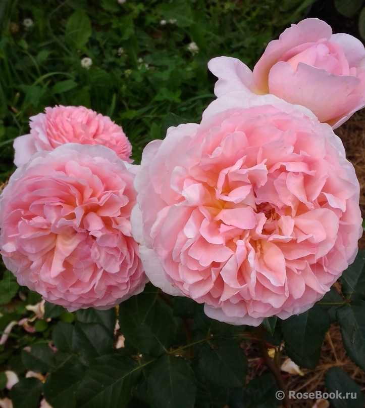 Abraham Darby