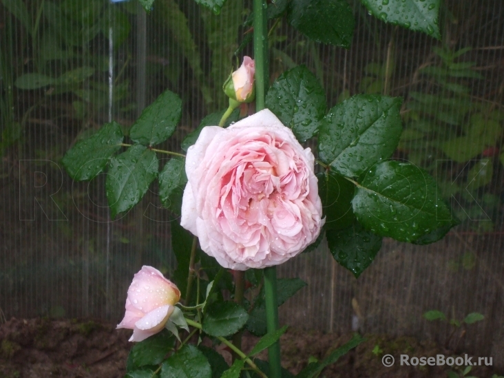 Abraham Darby