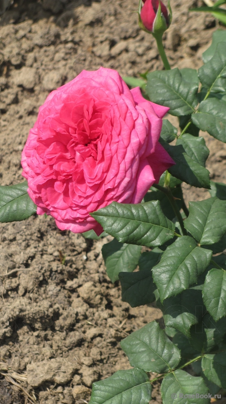 Johann Wolfgang von Goethe Rose®