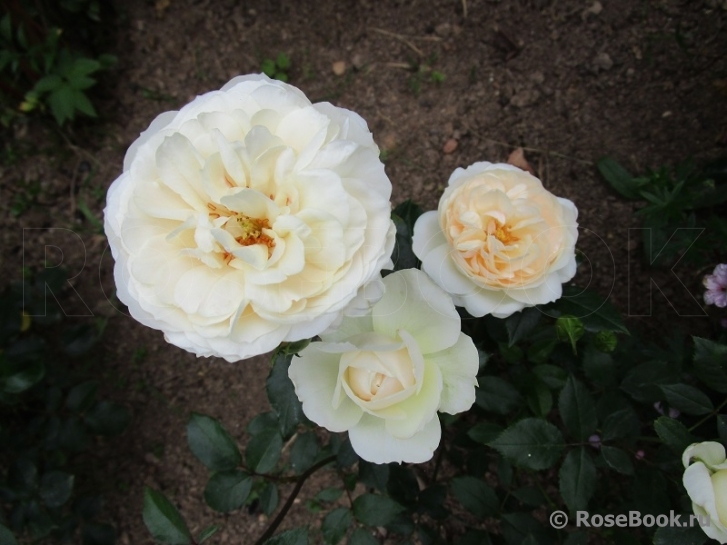 Queens Jubilee Rose