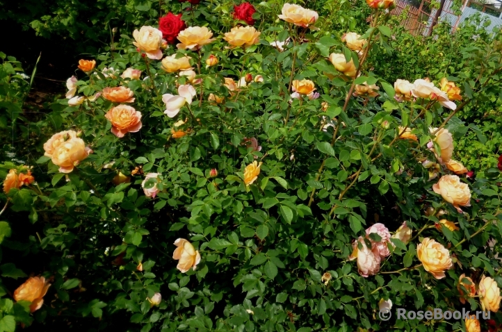 Lady of Shalott 