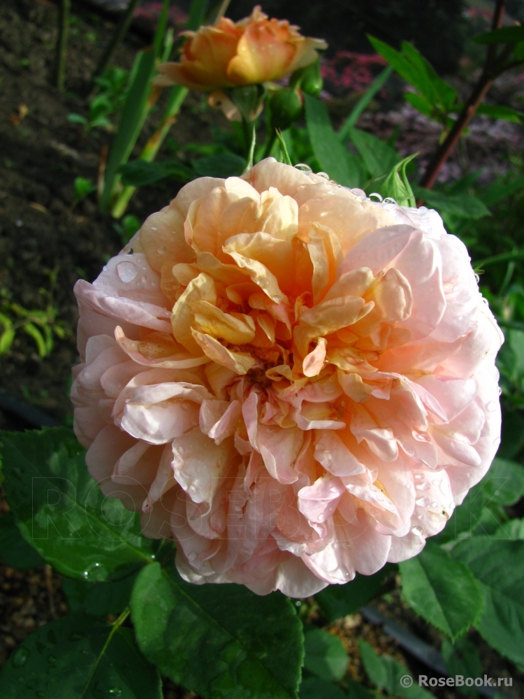 Abraham Darby