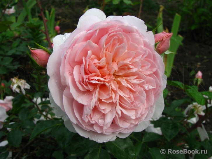 Abraham Darby