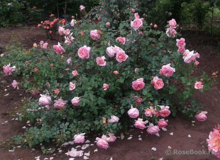 Abraham Darby