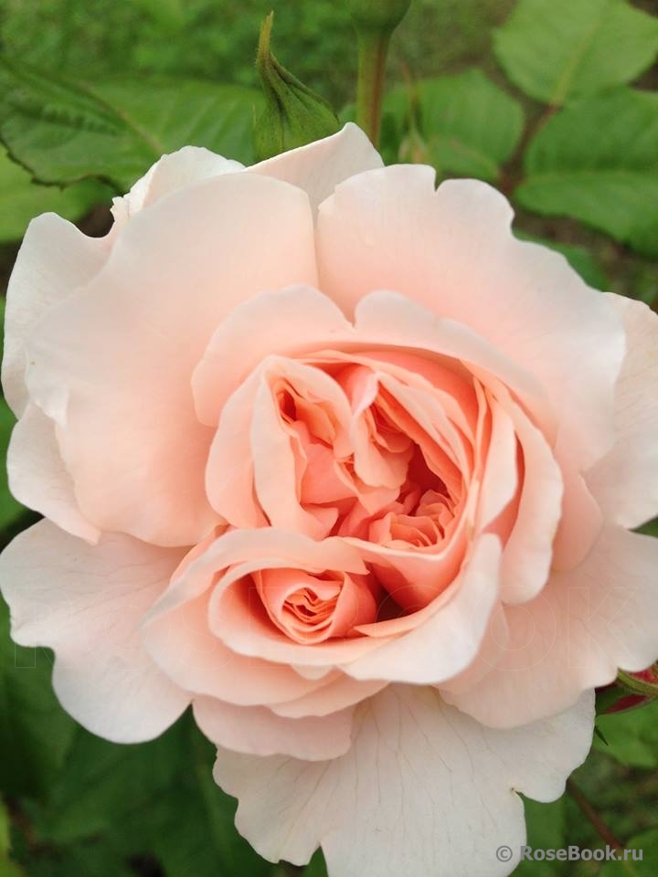 Rose de Tolbiac ®