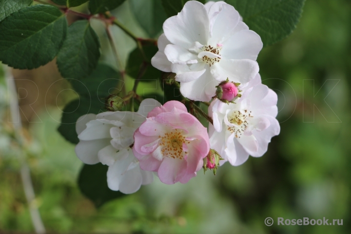 Perennial Blush