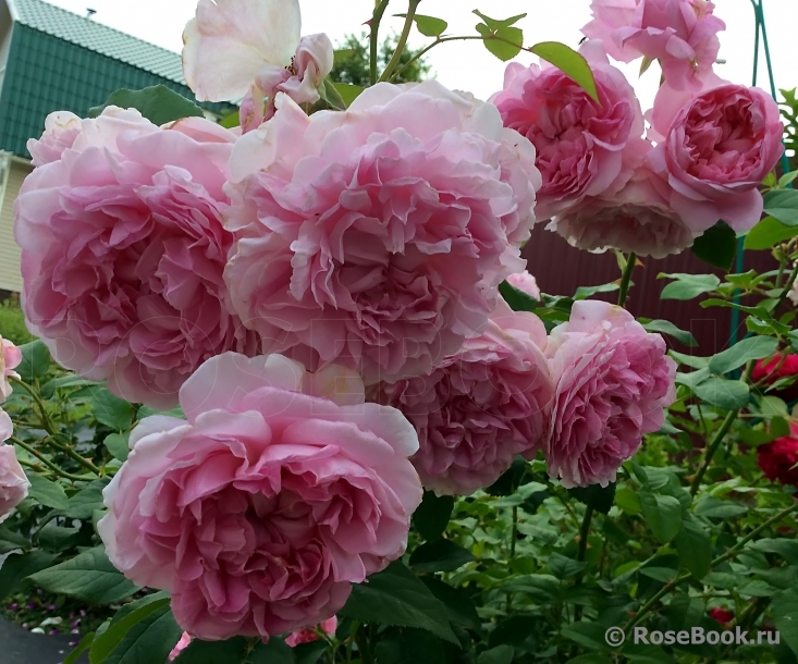 Cottage Rose 