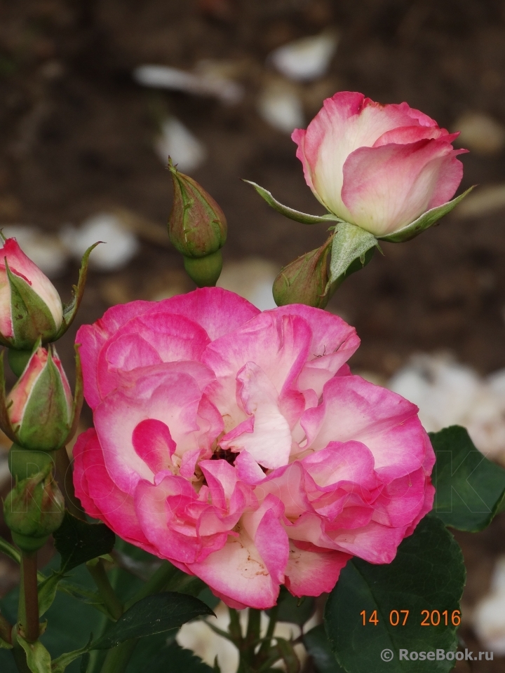 Bordure Rose 