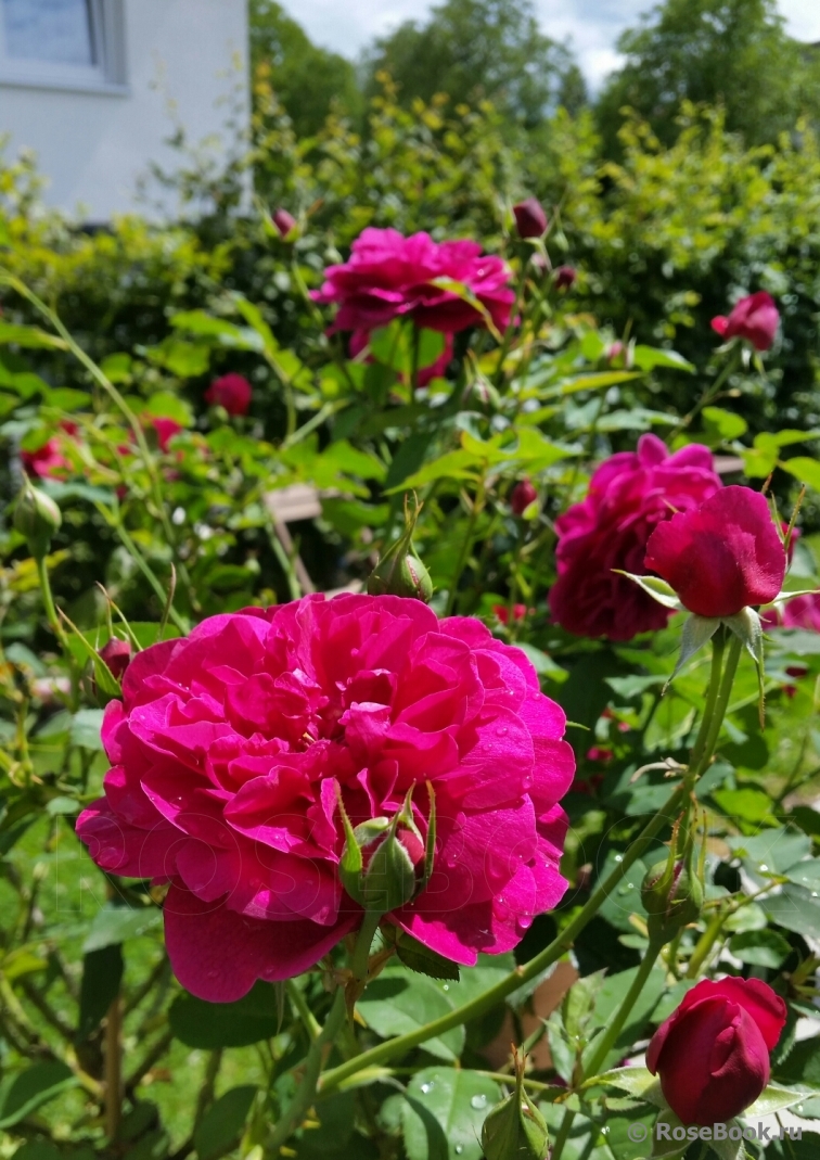 Darcey Bussell 