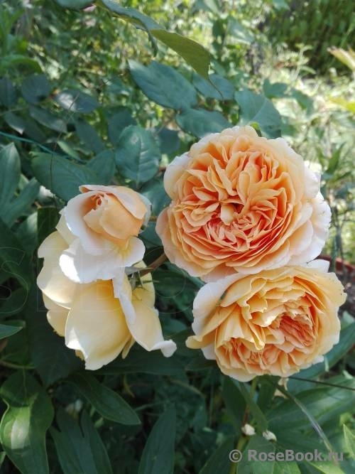 Crown Princess Margareta®