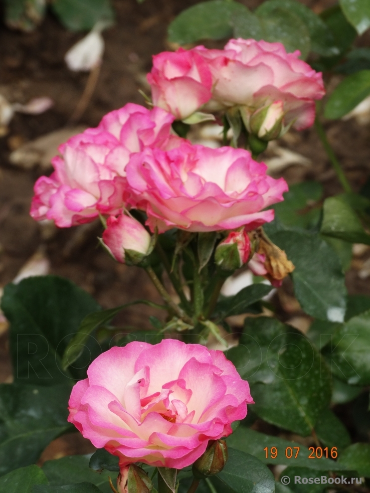 Bordure Rose 