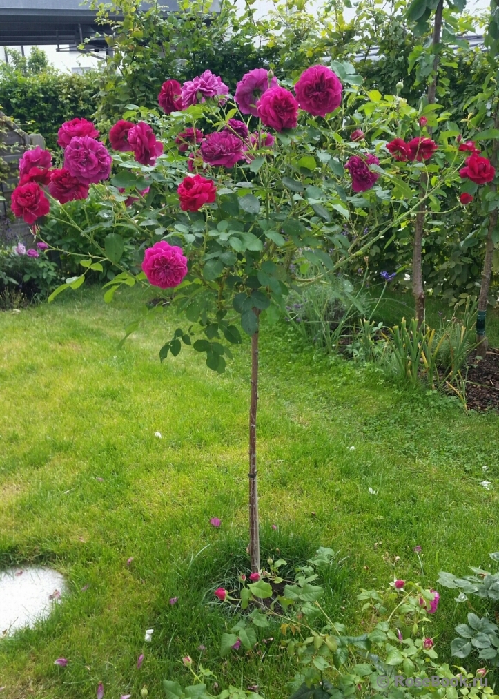 Darcey Bussell 