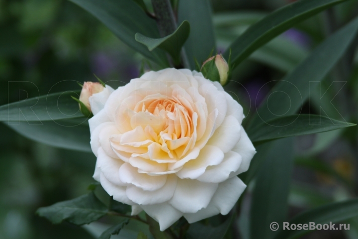 Crocus Rose® 