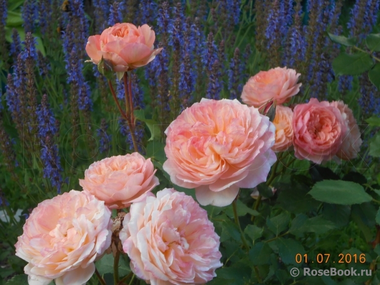 Rose de Gerberoy ®