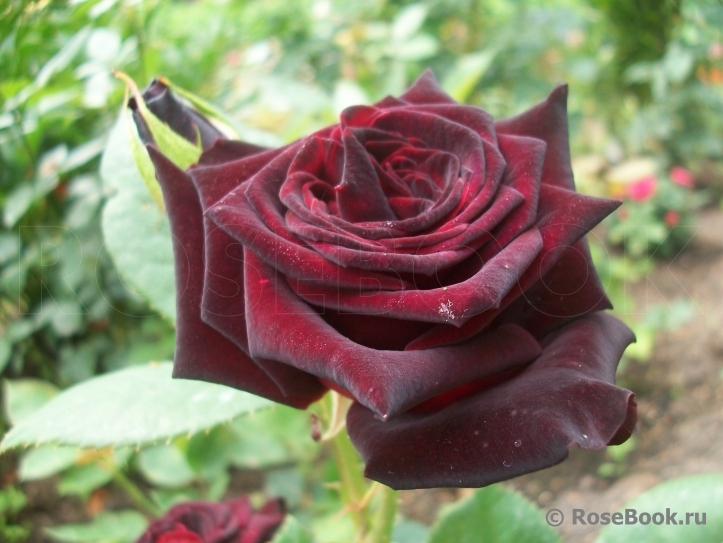 Black Baccara