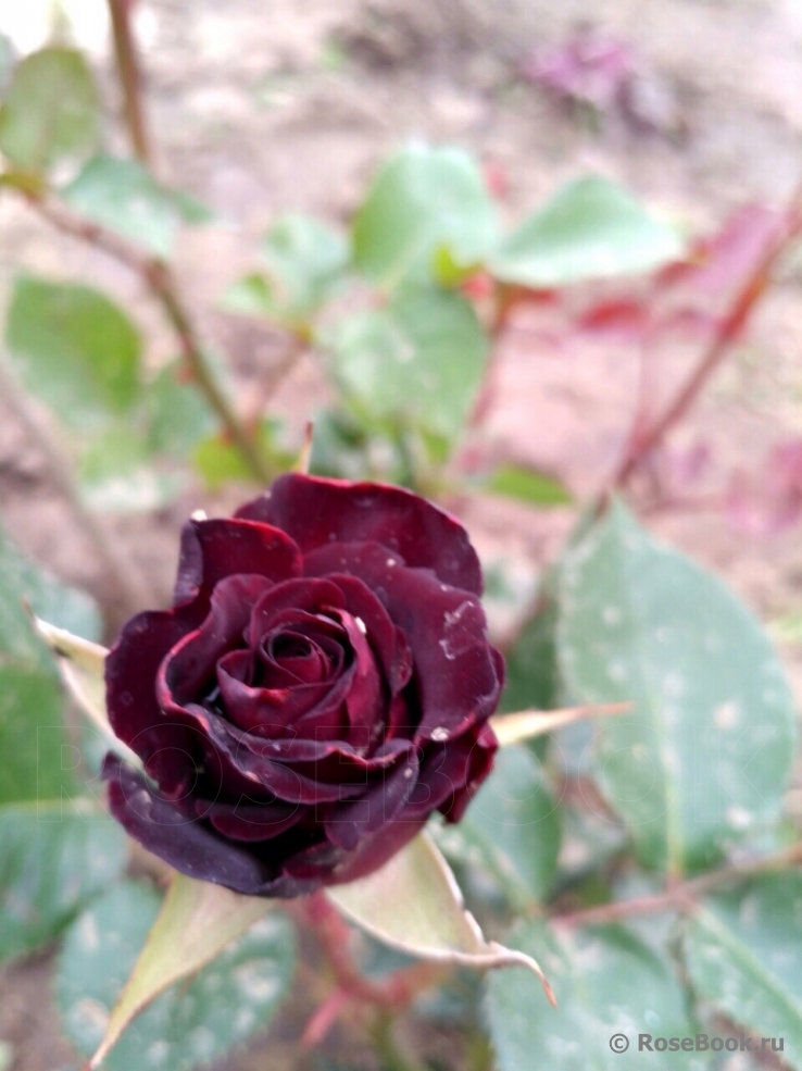 Black Baccara