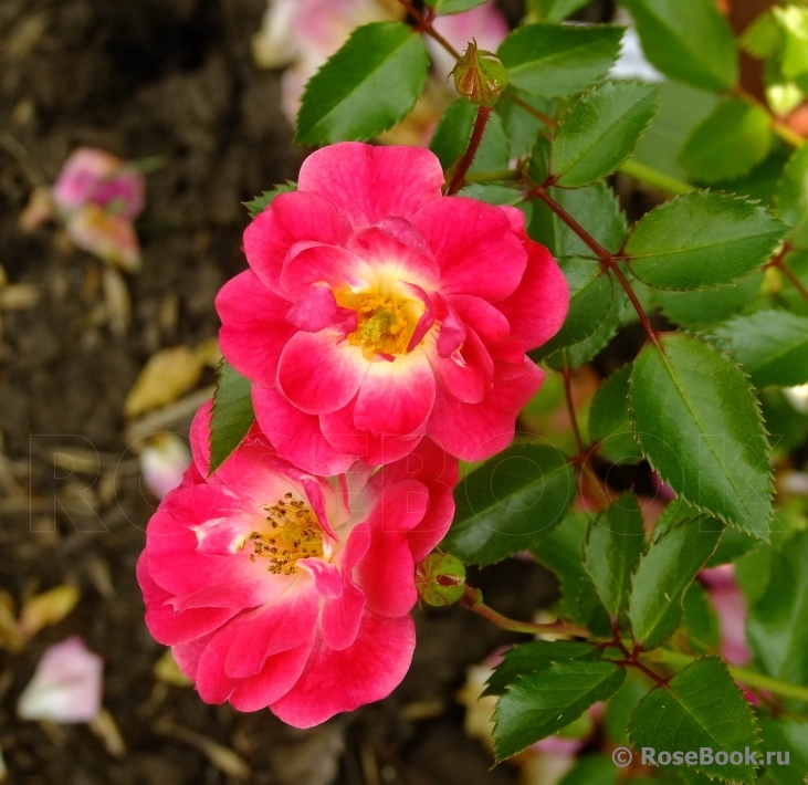 Fuchsia Meillandecor 