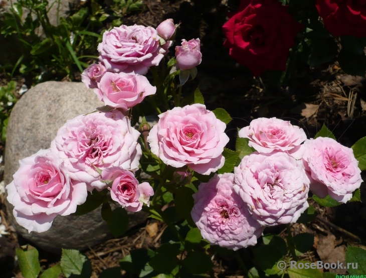 Pink Babyflor 