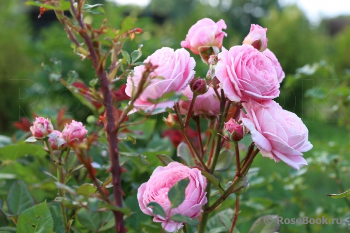 Rosengräfin Marie Henriette