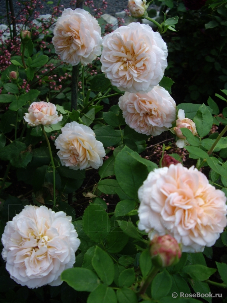 The Lady Gardener