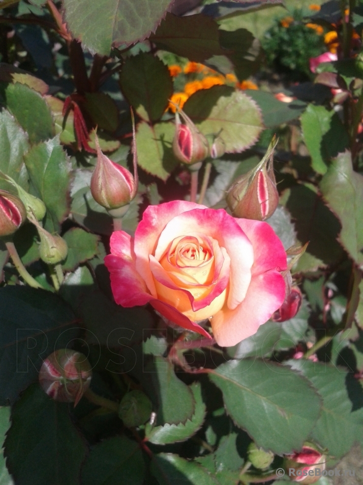 Marseille en Fleurs