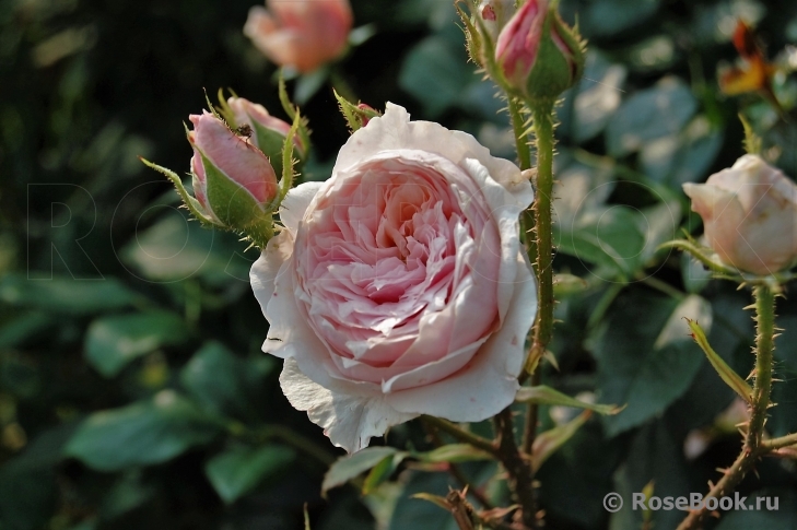 Antique Rose