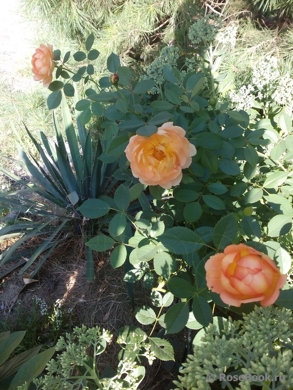 Lady of Shalott 