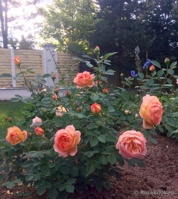 Lady of Shalott 