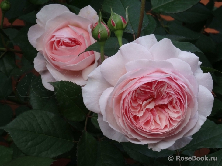 A Shropshire Lad