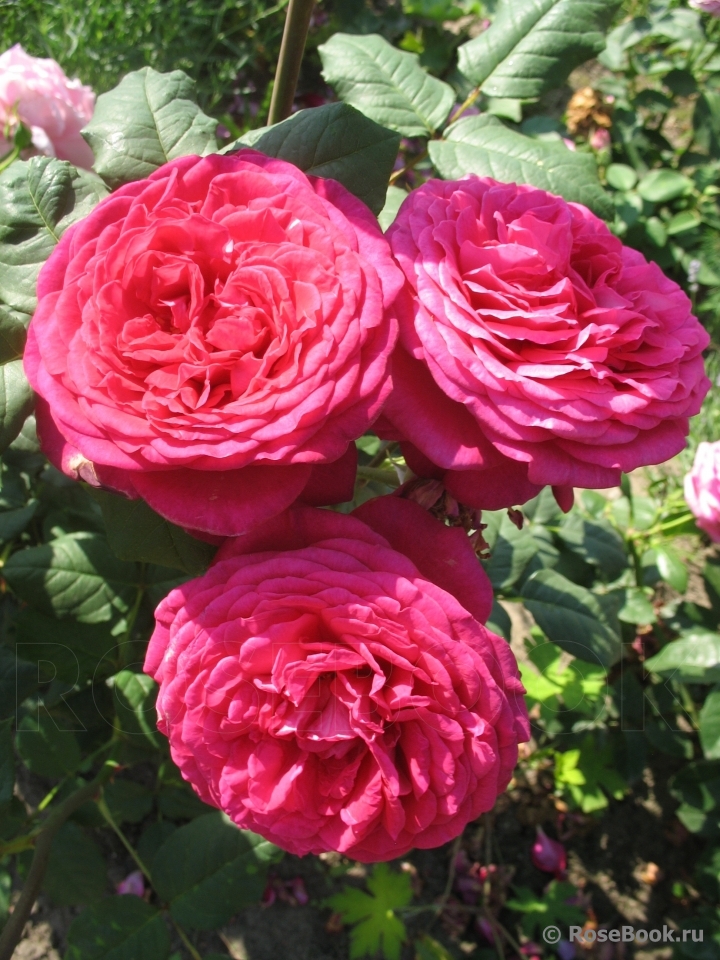 Johann Wolfgang von Goethe Rose®