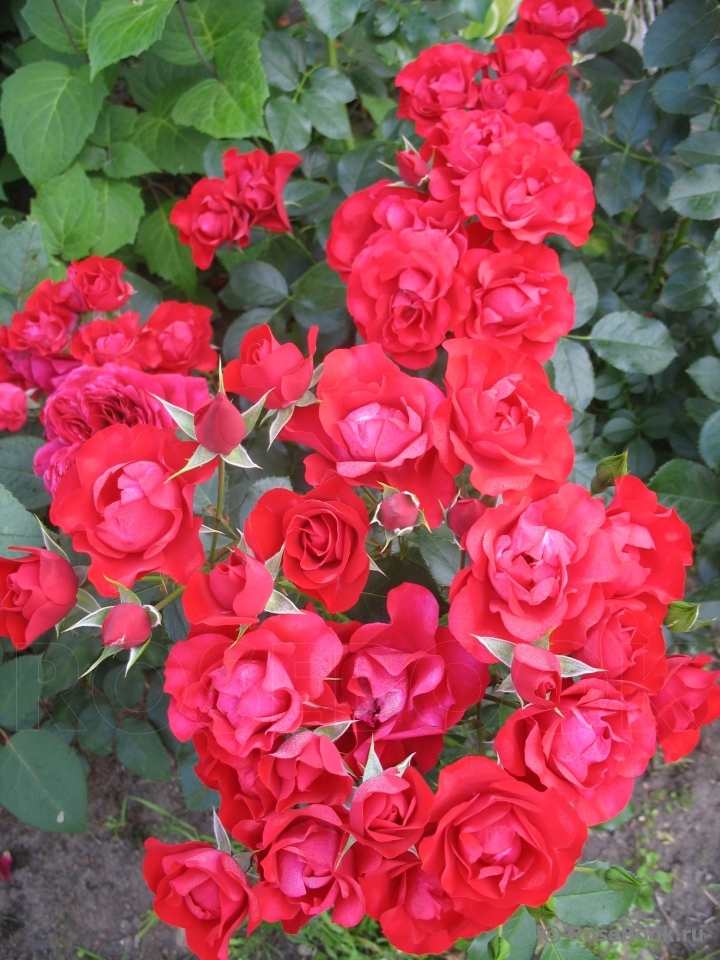 Black Forest Rose ®