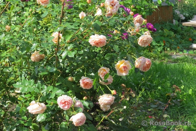 Abraham Darby