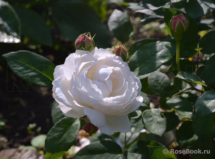 Glamis Castle®