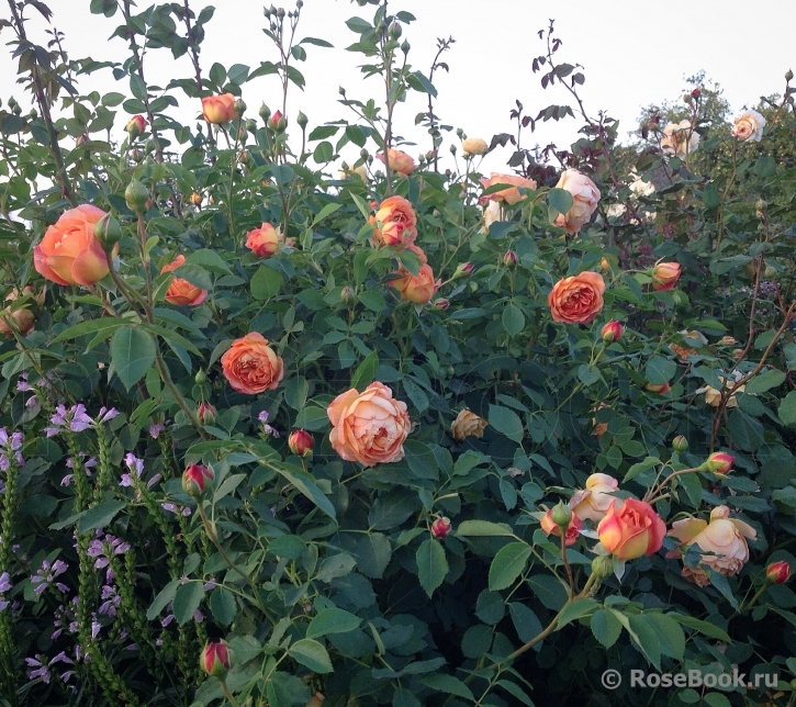 Lady of Shalott 