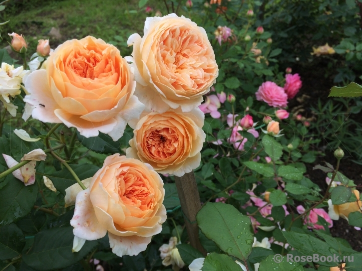 Crown Princess Margareta®