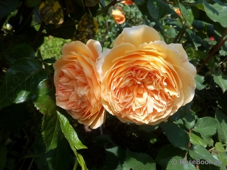 Crown Princess Margareta®