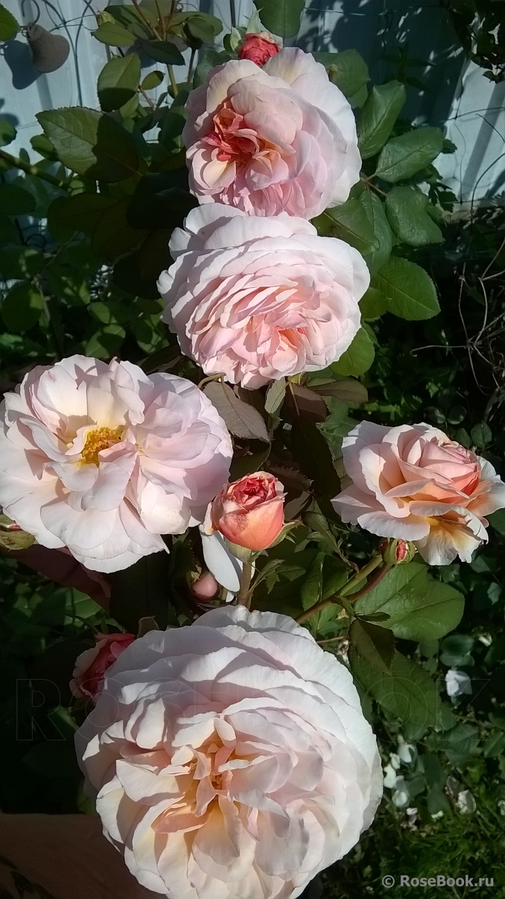 A Shropshire Lad