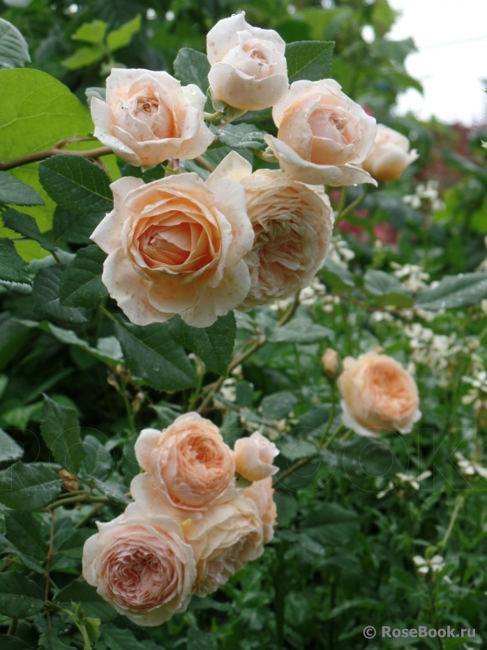 Crown Princess Margareta®