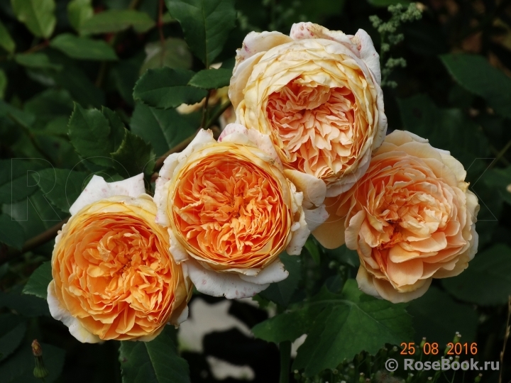 Crown Princess Margareta®